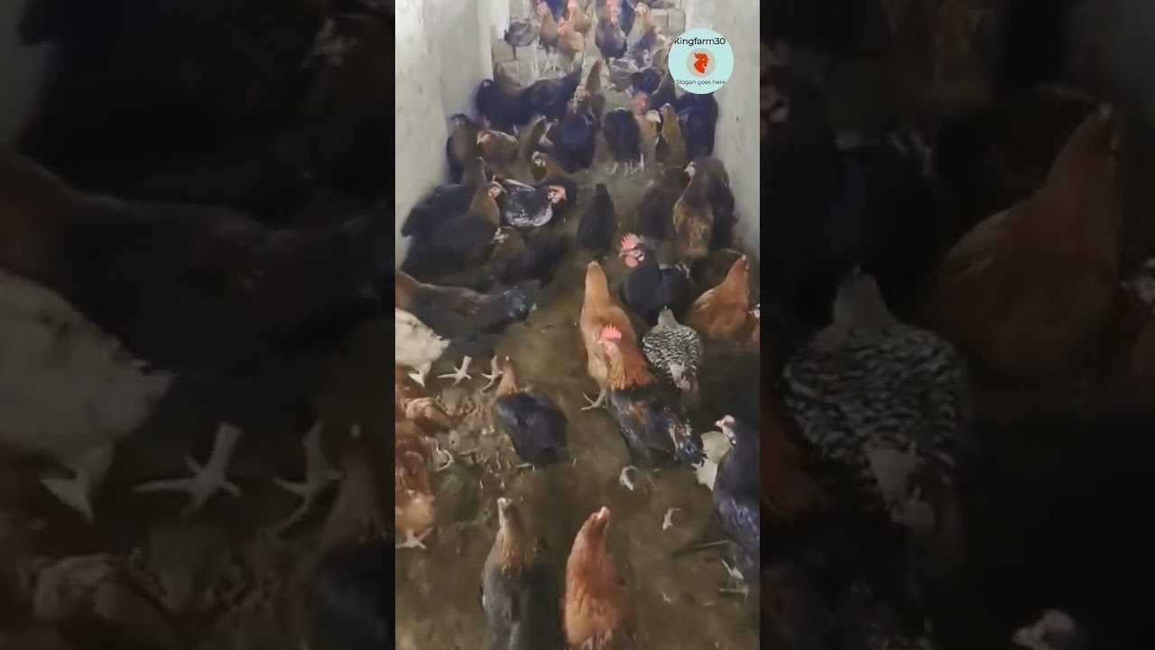 poultry farm business plan | poultry farm income 