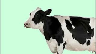 Cow Error 398