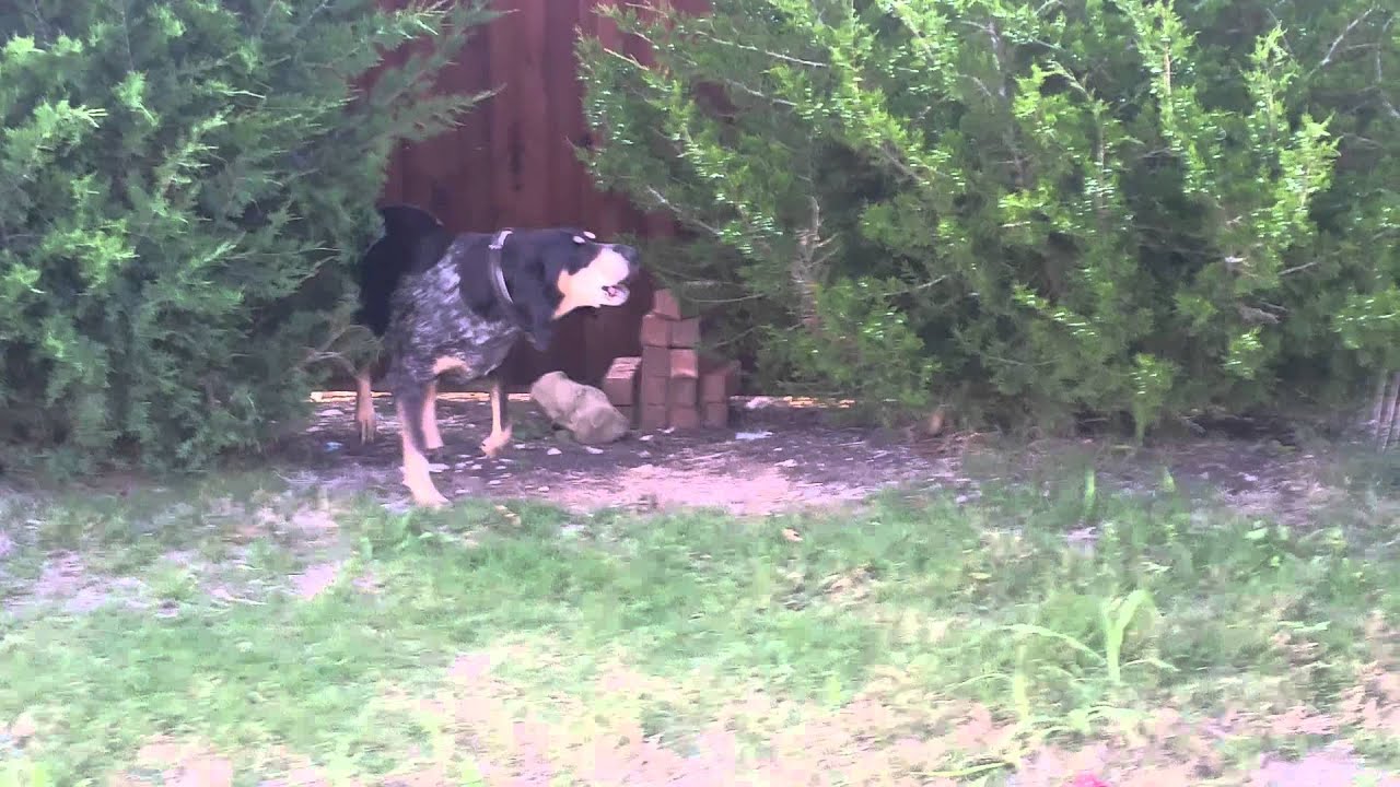 Bluetick coonhound baying a skunk - YouTube