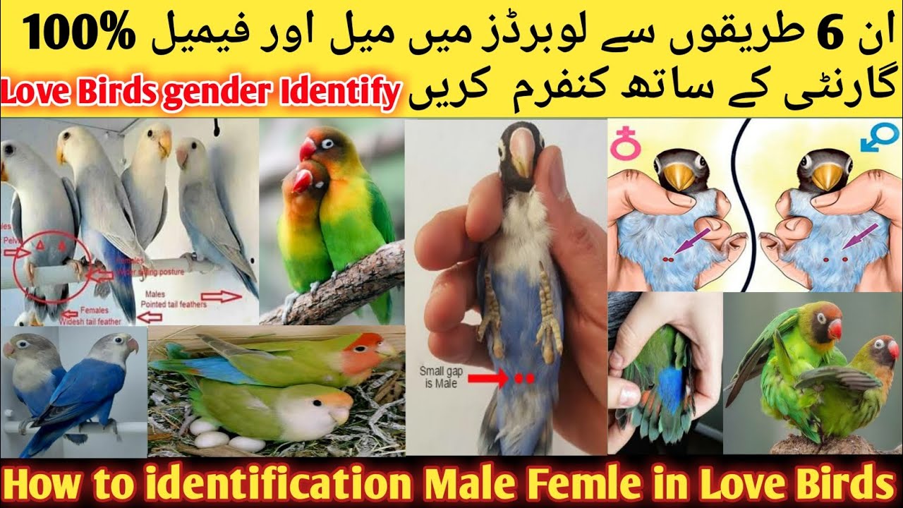 How to Identify Male Female In Love Birds l How To Difference Male And
