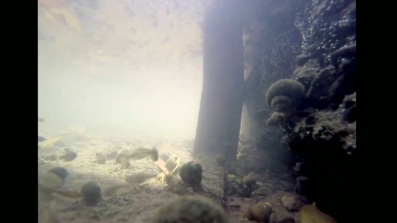 Mosquito fish_ group activity in the shallow ditch(2).