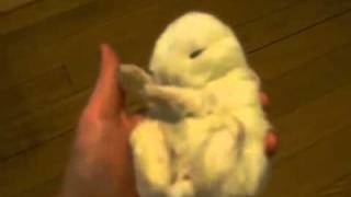 شوف الارنب كيف ينام!! sleeping baby bunny