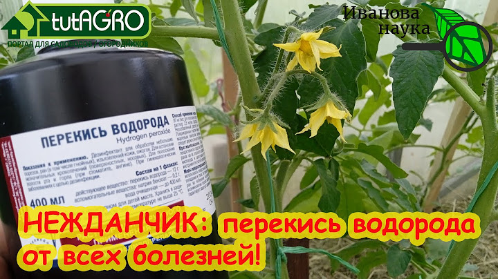 ОПРЫСКАЙТЕ ТАК 1 РАЗ И БОЛЕЗНИ НЕ СТРАШНЫ! Как использовать перекись от желтых листьев и пятен.