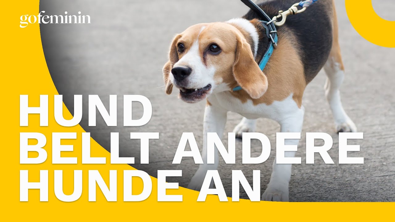 Rütter Hund Bellt Andere Hunde An Hund bellt andere Hunde an: Das kannst du tun! - YouTube
