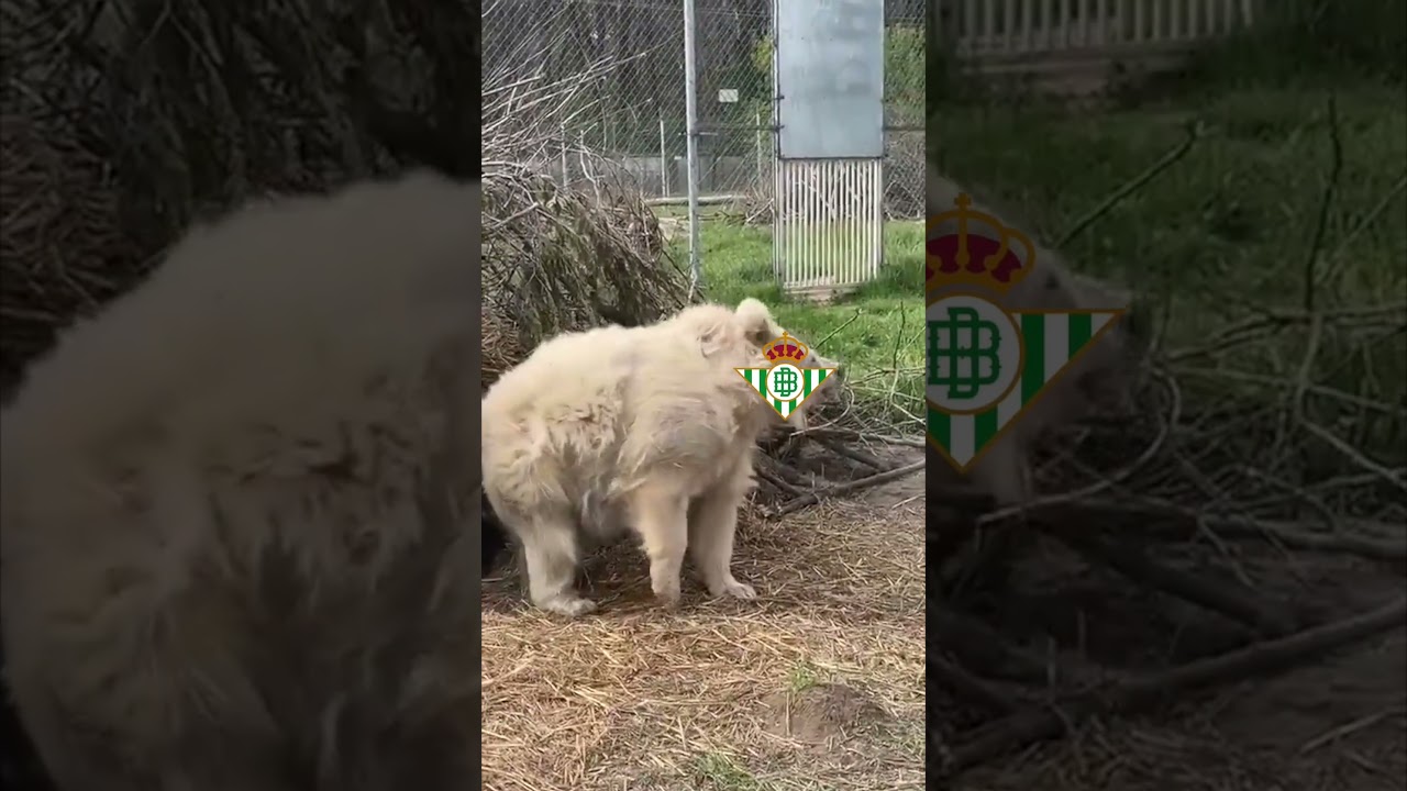 Así nos despertamos después de dos semanas de parón 🥱
