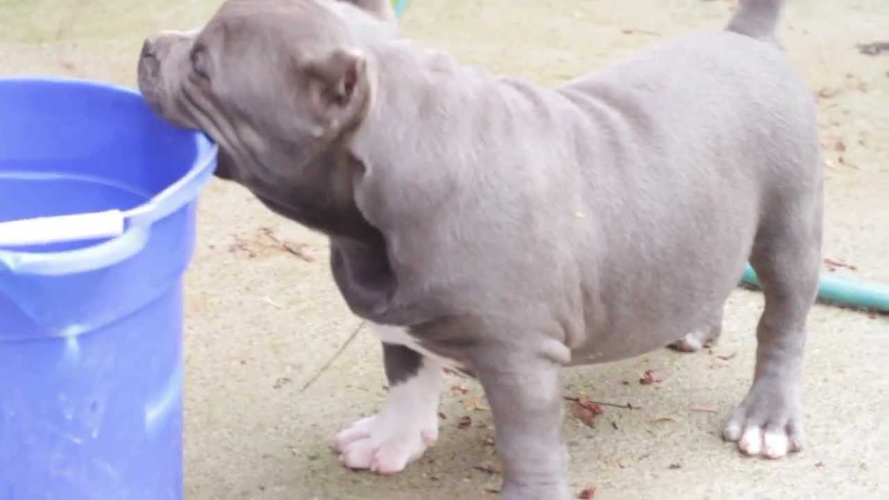 JB BULLIES MEIGO 2X MIAGI MALE WWW.JBBULLIES.COM 470-767-3997