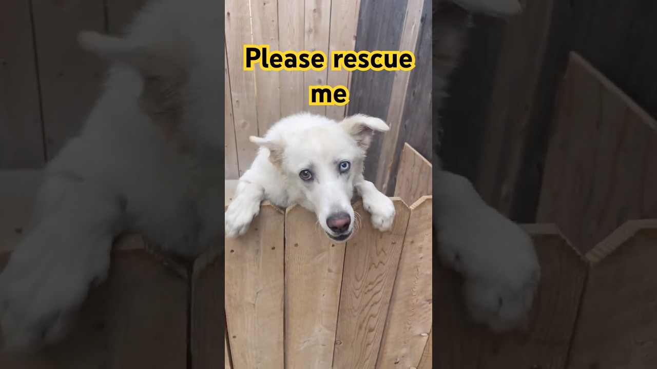 Another Dog Rescue Success