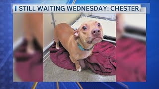 Still Waiting Wednesday: Meet Chester