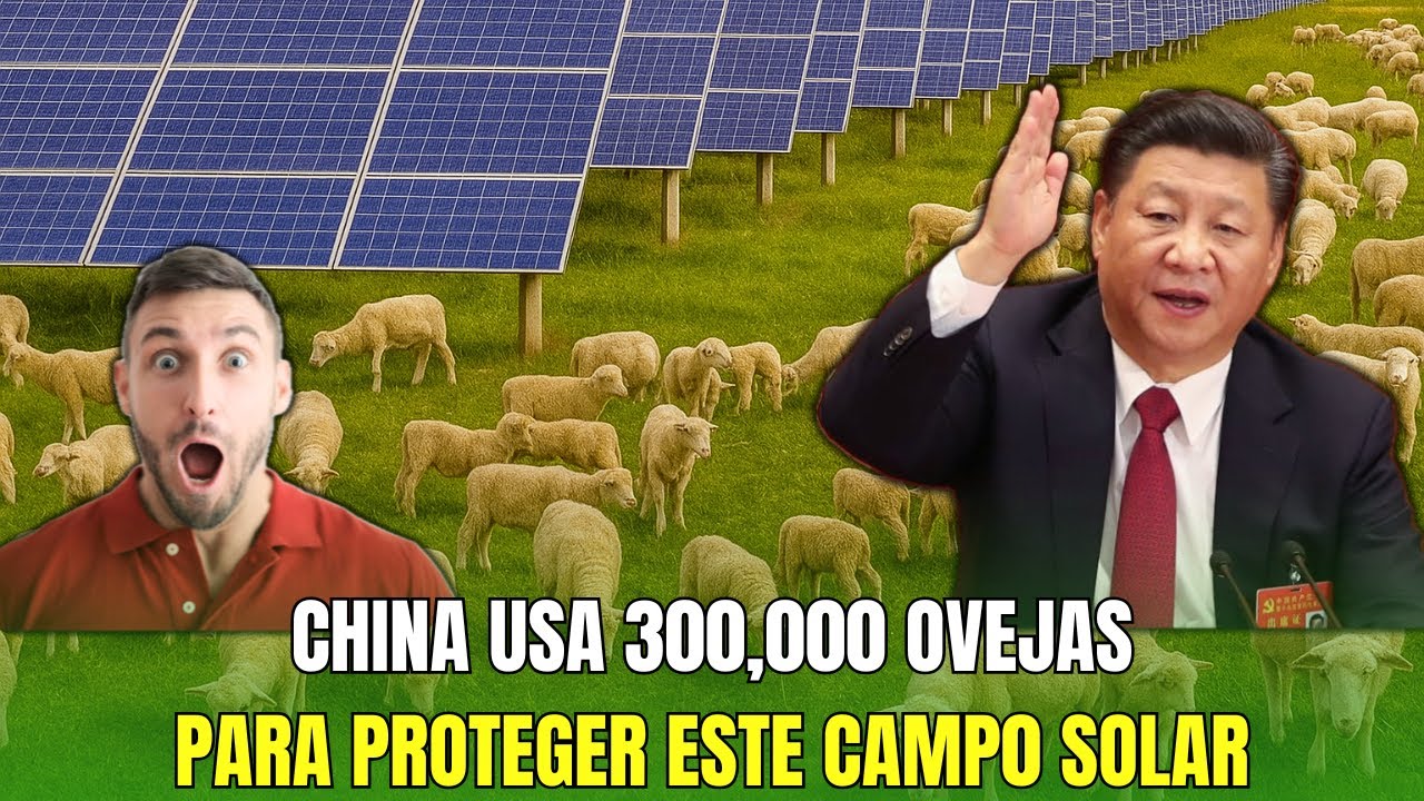 ¡INCREÍBLE! CHINA CRÍA 300,000 OVEJAS EN EL DESIERTO PARA PROTEGER LA MAYOR PLANTA SOLAR DEL MUNDO!