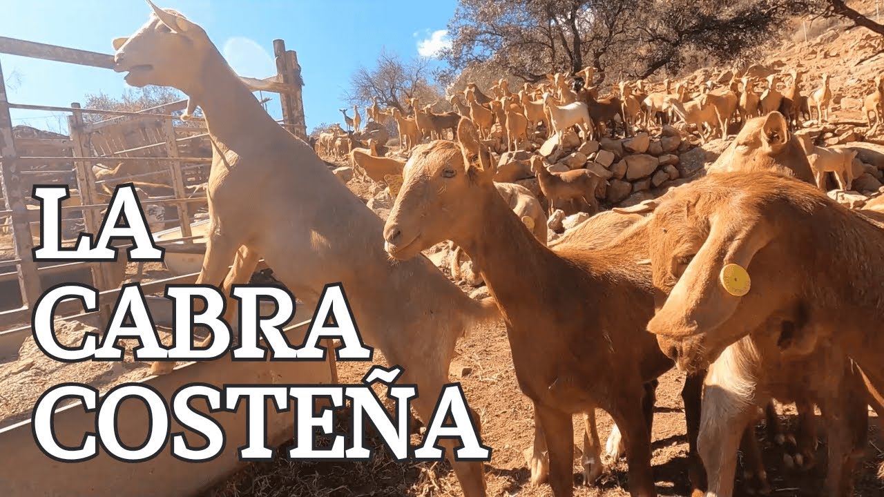 LA CABRA MALAGUEÑA 🐐 y la Ganadería Caprina en Málaga