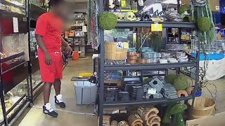 Caught on camera: Tiny tortoise stolen from League City pet store