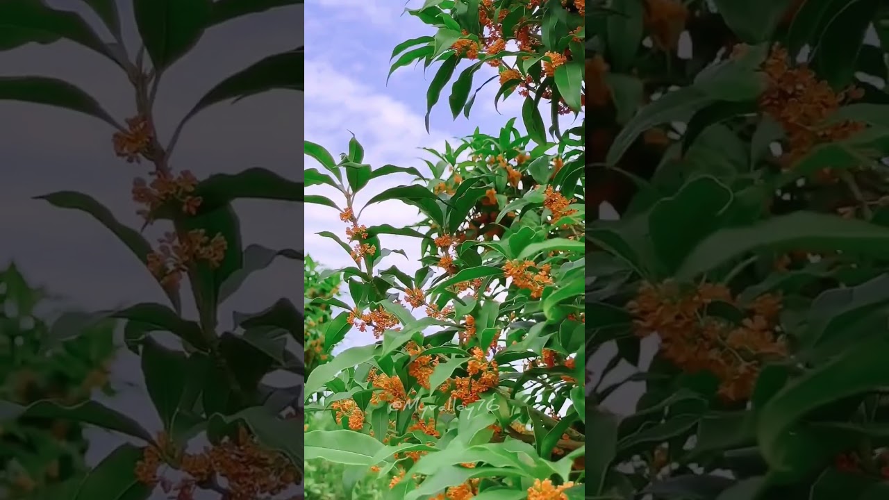 Yellow flowers | flower garden | My valley | rose flowers