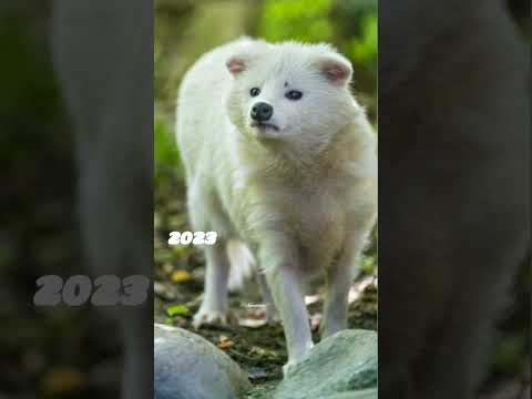 Video: Tvättbjörnshund: beskrivning, livsmiljö, livsstil och näring