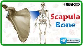 Scapula Bone Anatomy Animated Osteology Lectures 