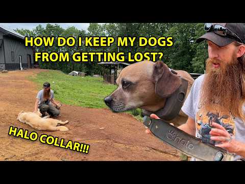 I only trust the @Halo Collar for my dogs! #narrowayhomestead #livestockguardiandog #aslandog