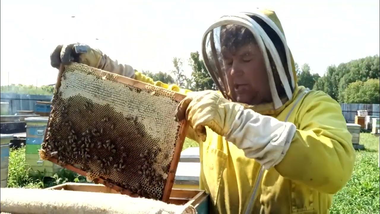 Пасечник с пчелами. Одежда пасечника. Украинские пчеловоды. Пчеловод прикол. Крутой пчеловод.