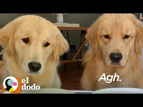 Video: Imagina Un Mundo Donde Los Perros Pudieran Hablar