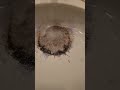 Best drain cleaner in my opinion #viral #plumbing #howto