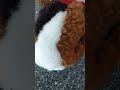 Знакомства со мной 🐱😎😁