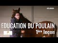 Si seulement tous les poulains recevaient cette ducation 