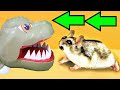 🐹Crocodile Hamster Maze with Traps 😱[OBSTACLE COURSE]😱