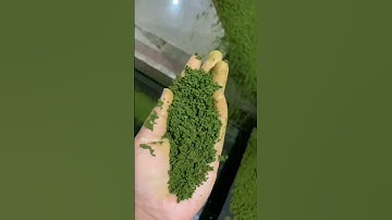 How the tea is processed |  tea processing | @eruditioninfo