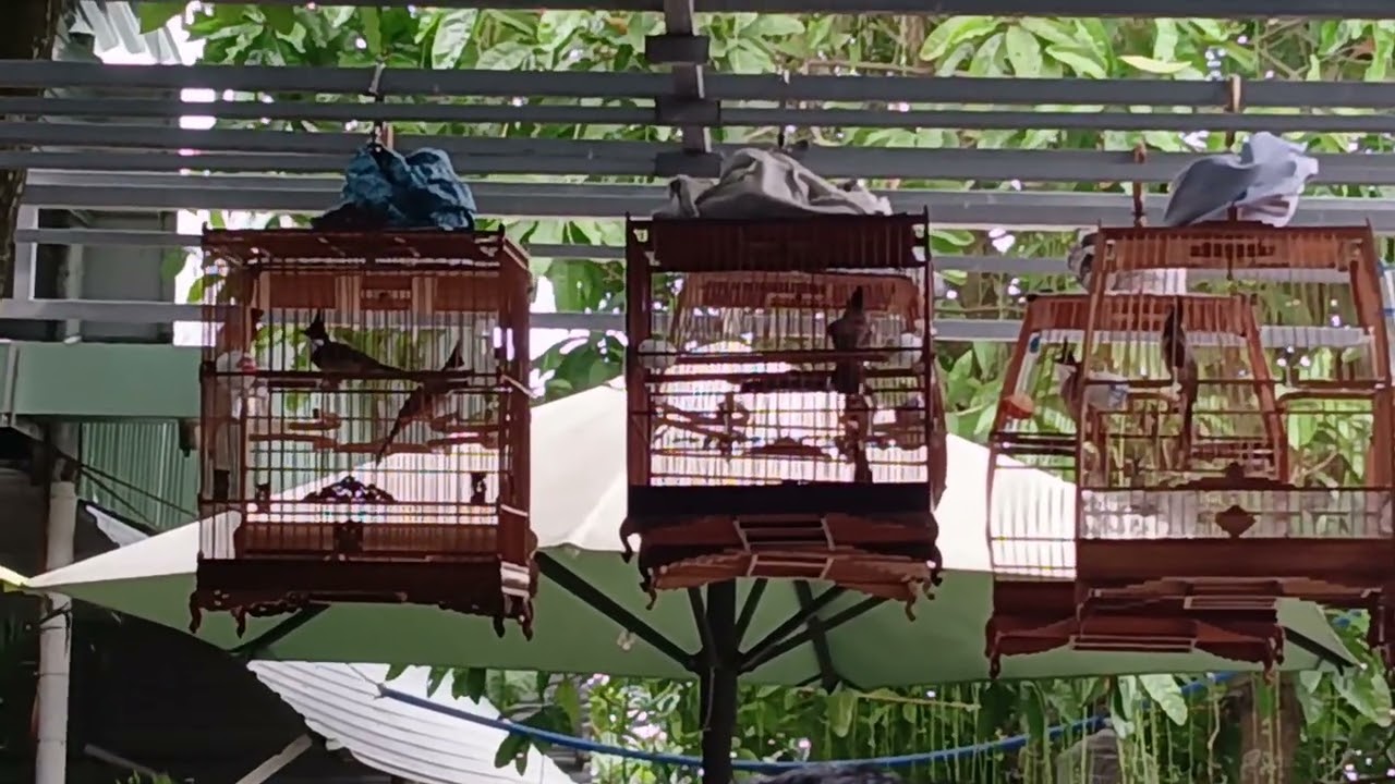 Chào mào bung xòe chẻ như máy với ly cafe sáng