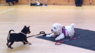 Puppies playing ! Lexie the Chihuahua and Teddy the Maltese terrier.