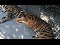 Тигры переехали в новый вольер) Тайган Tigers have moved to a new  enclosure) Taigan