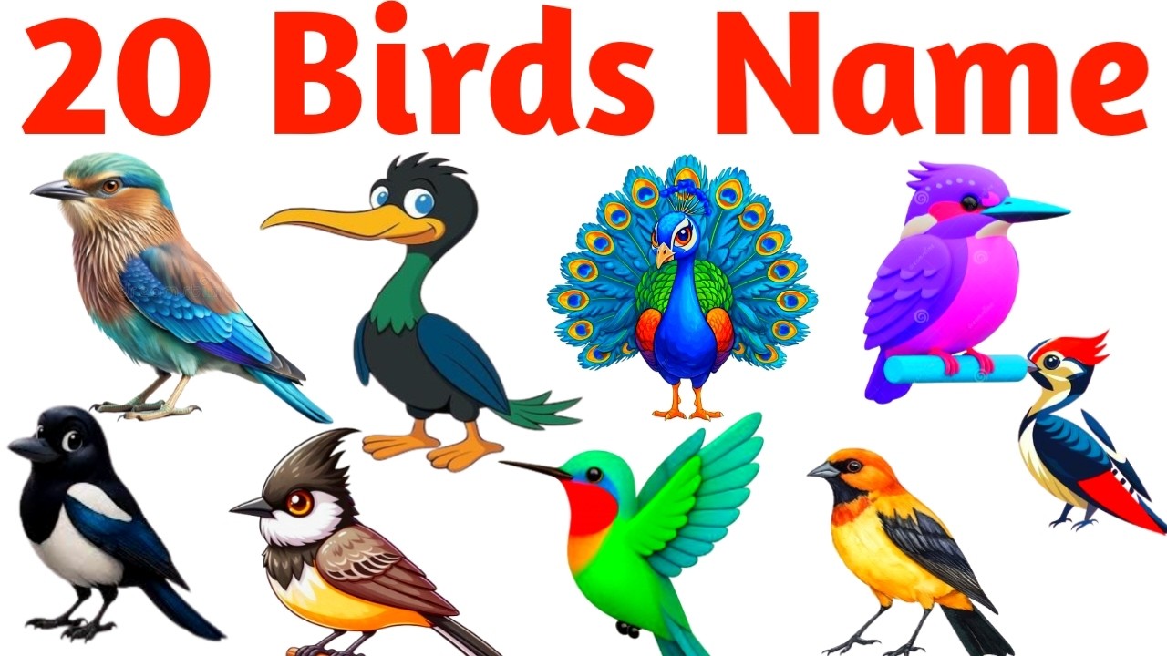 Birds Name in English & Bengali | Learn Birds Name for Kids | বিভিন্ন পাখির নাম