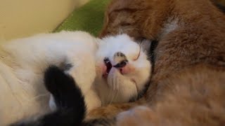 Kitten Yorgi doesn't want to be cleaned by adult cat by Kitticanal 5,308 views 3 years ago 1 minute, 29 seconds