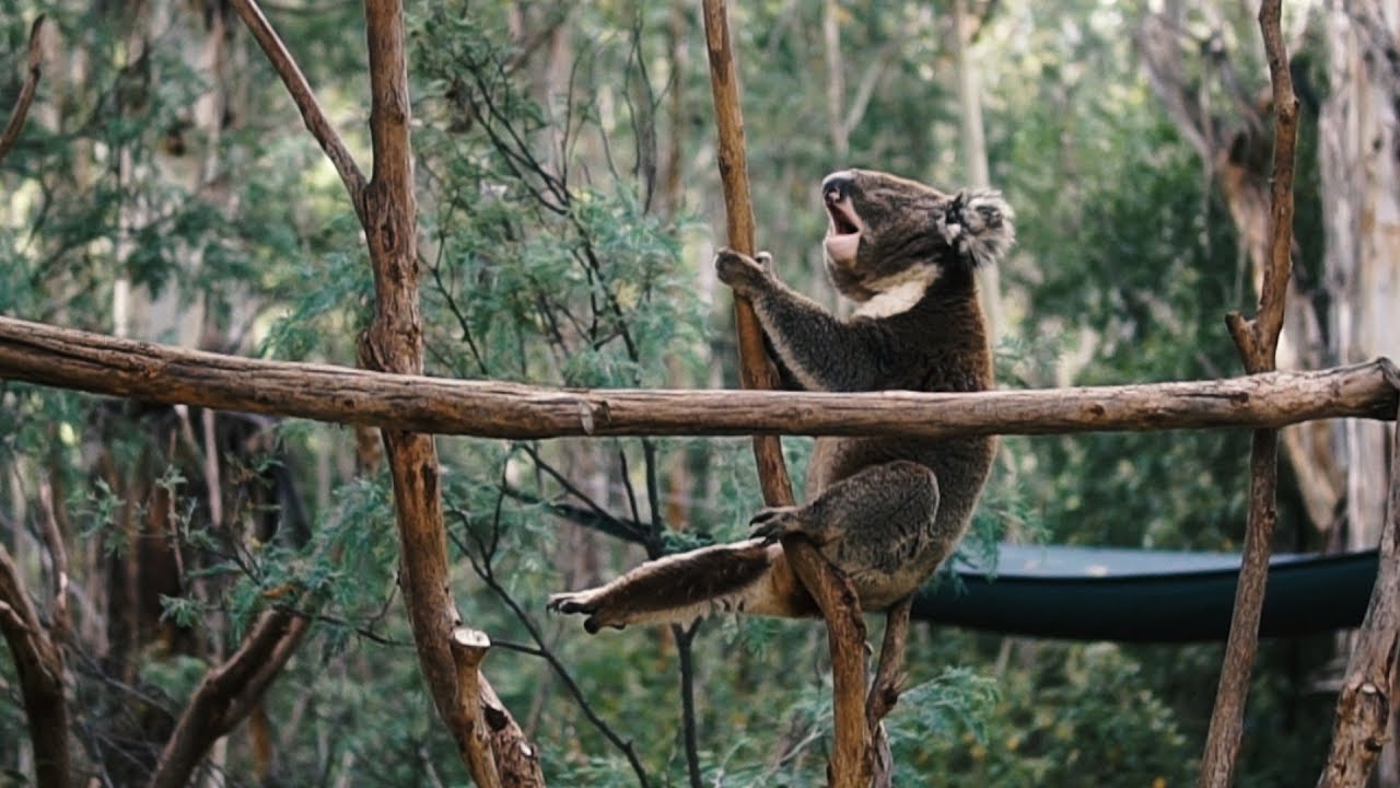 My Australian Birthday