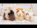 モルモット部屋配信 Guinea pig room live 🐹【ライブカメラ】