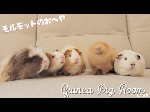 モルモット部屋配信  Guinea pig room live 🐹【ライブカメラ】
