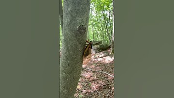 Cicadas Emerge On The Appalachian Trail! #cicadas #insects #appalachiantrail #thruhike