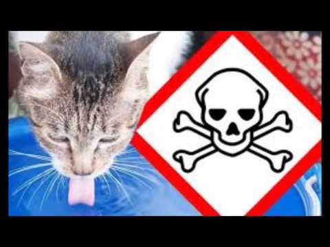 Video: Síntomas Del Veneno Anticongelante - Gatos