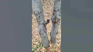 Белка прыгает с дерева. Squirrel jumping from a tree #squirrel #белка #shorts #animals