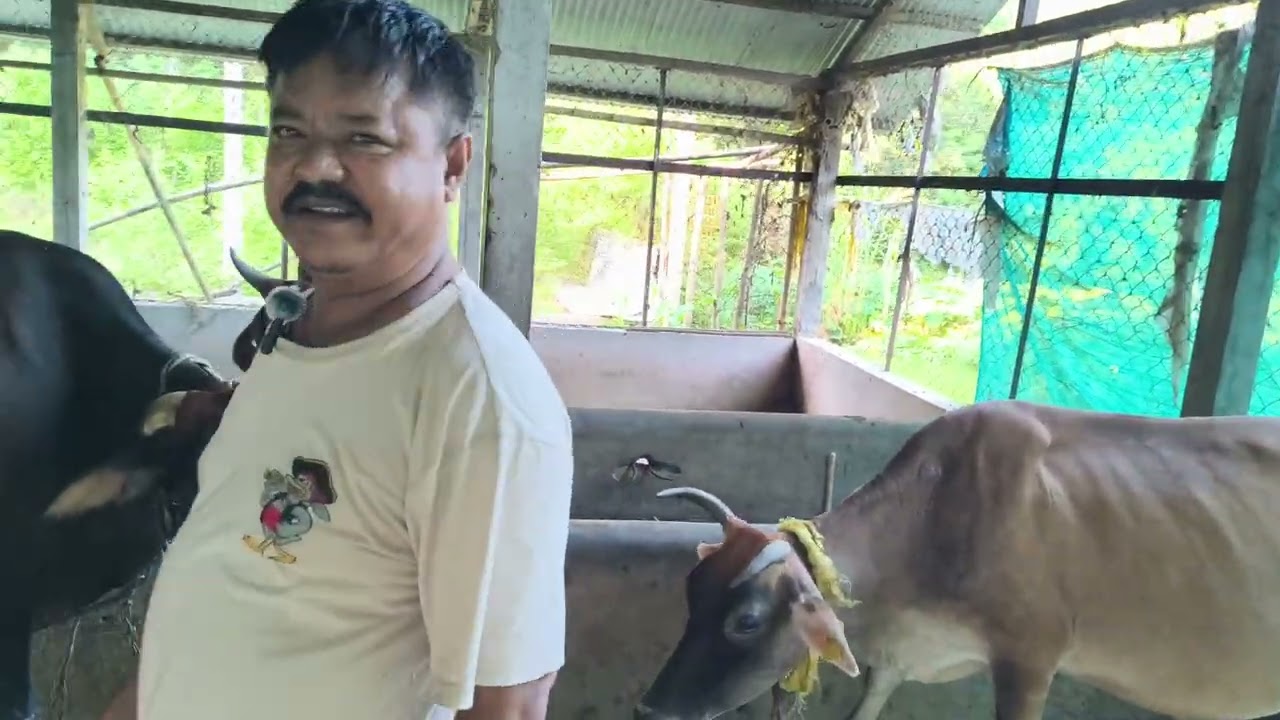 @Assam FIRST VLOG OF MY DAIRY FARM 