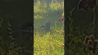 Mongoose lifestyle/Documentrey/nature Documentrey/Monoose lifestyle #viral #video #tips