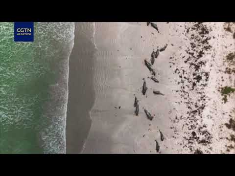 В Новой Зеландии на берег выбросилось около 100 дельфинов