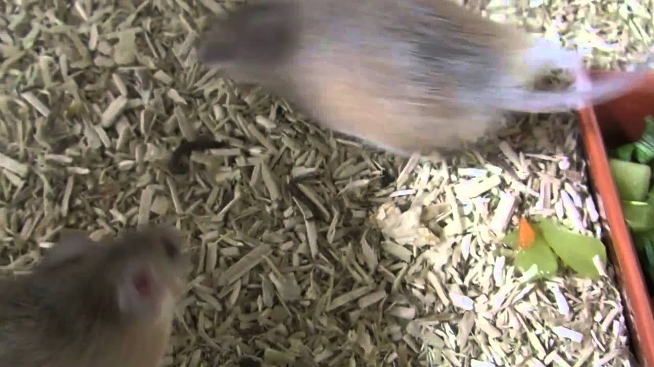 slangenburg doetinchem souris épineuse asiatique ou arabe !