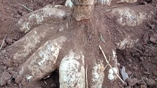 Check out the cassava that is 6 months old, the results are amazing!! 😀😀