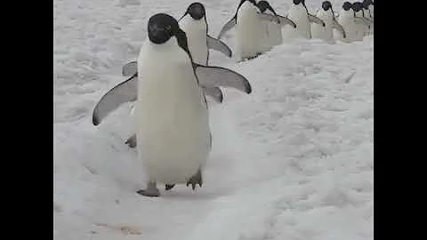 Penguins Attention | Baby Shark Halloween| T Rex Car Compilation + Nursery Rhymes