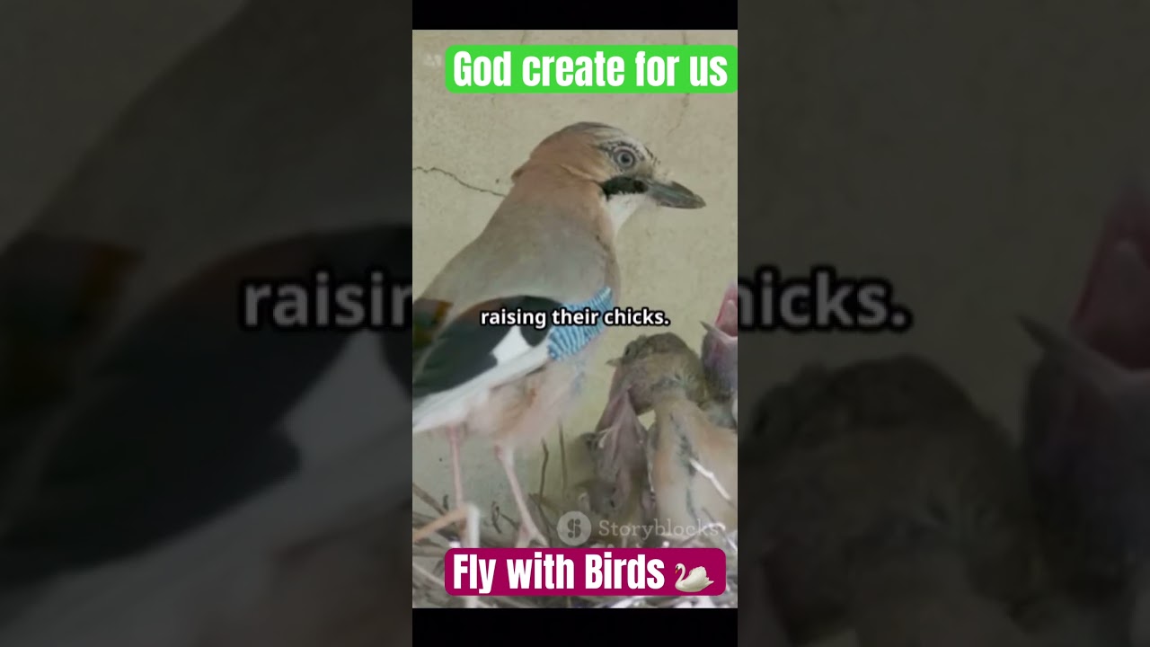 Meet the  Romantic Bird ❤️  🌹Kingfisher