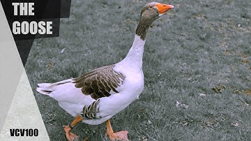 VCV Rack #100 The Goose (performance)