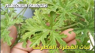 زراعة و تكاثر نبات العطر، العطرة، عطرشة و فوائد العطرية Pelargonium graveolens