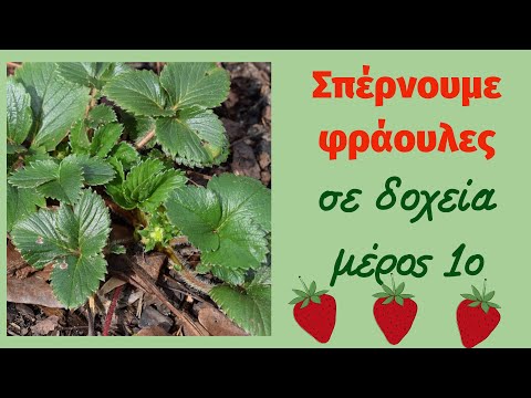 Πως σπέρνουμε φράουλες σε δοχεία μέρος 1ο  - Strawberries from seed part 1