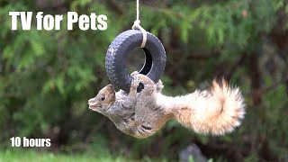 Squirrels Playing on the Tire Swing  10 Hour Video for Pets and People to Enjoy  Apr 24, 2024