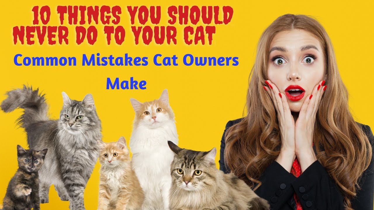 Visual Reference: Common Mistakes Cat Owners Make Things You Should Never Do