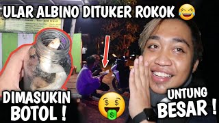 COD ULAR ALBINO DI TUKER ROKOK 2 BUNGKUS | REJEKI ANAK SANGAR !!!